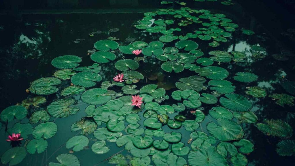 How to Plant Lily Pads in Your Koi Pond