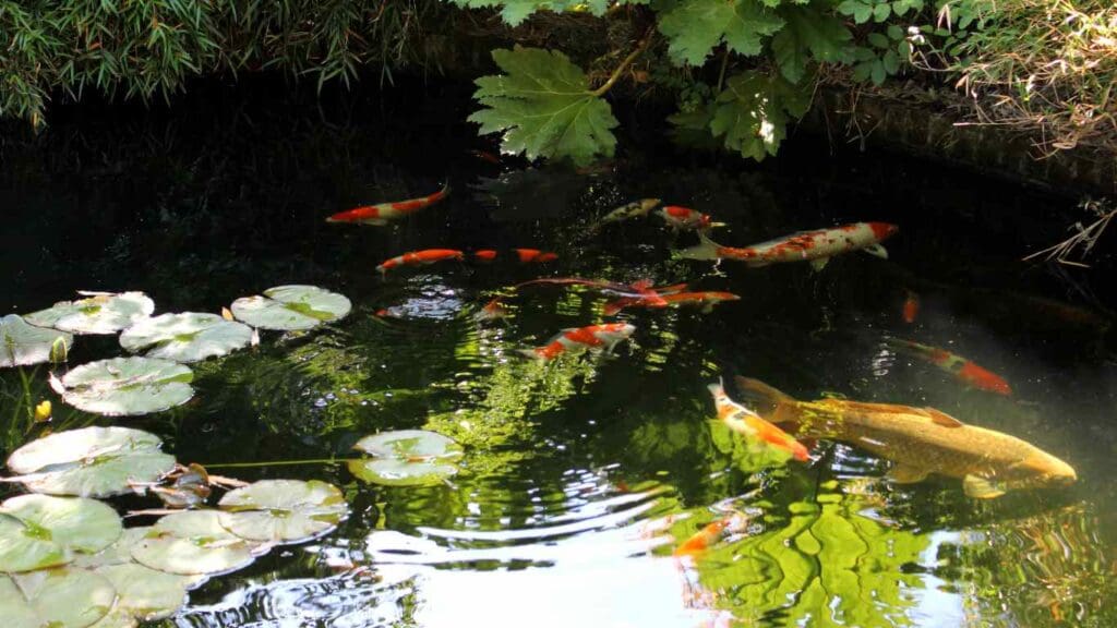 How to Plant Lily Pads in Your Koi Pond