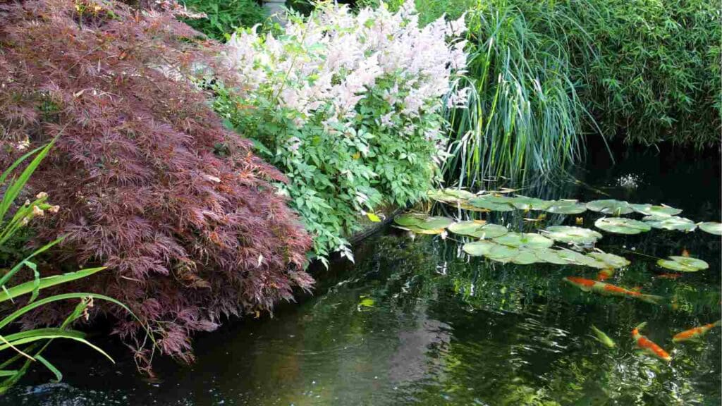 How to Plant Lily Pads in Your Koi Pond