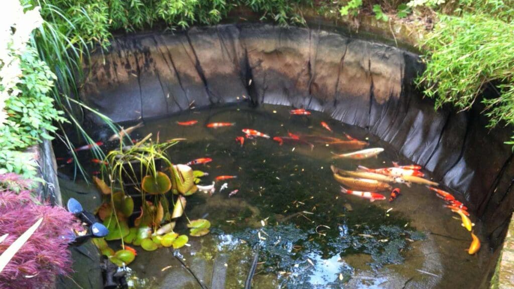 How to Drain a Koi Pond