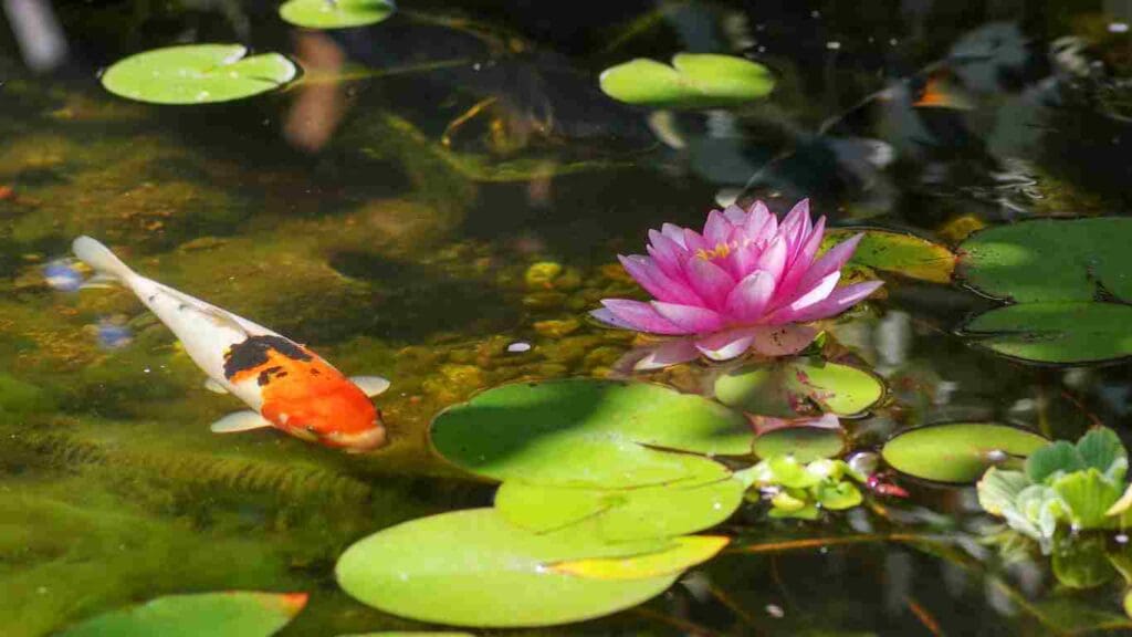 How to Plant Lily Pads in Your Koi Pond