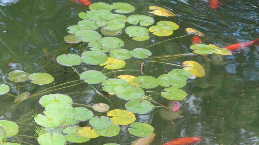 How Many Koi Can You Keep in a 100 Gallon Pond