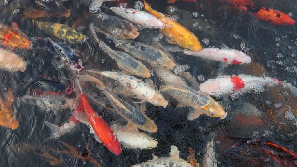 Ideal Conditions for Koi Breeding