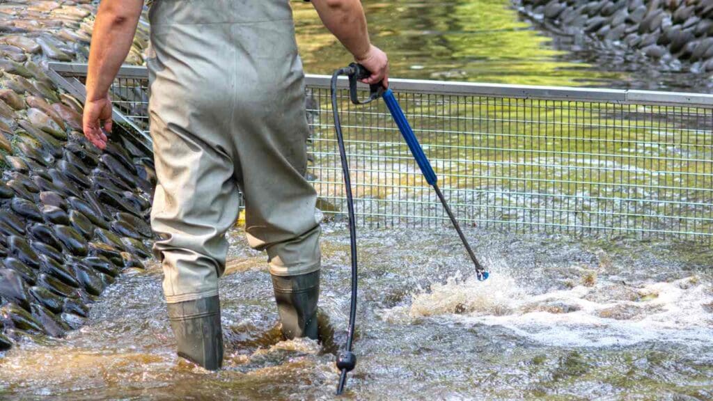 How Much Does It Cost to Clean a Koi Pond