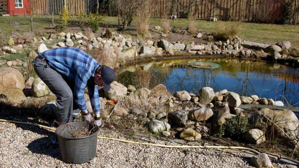 How Much Does It Cost to Clean a Koi Pond