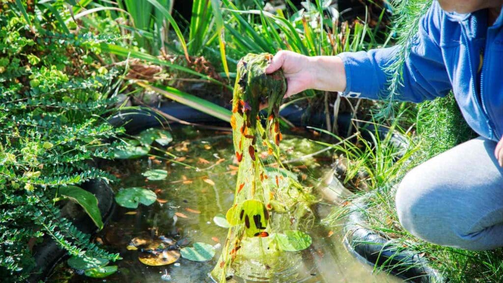 How Much Does It Cost to Clean a Koi Pond