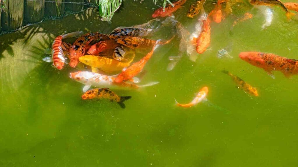 What Causes High pH in Koi Pond