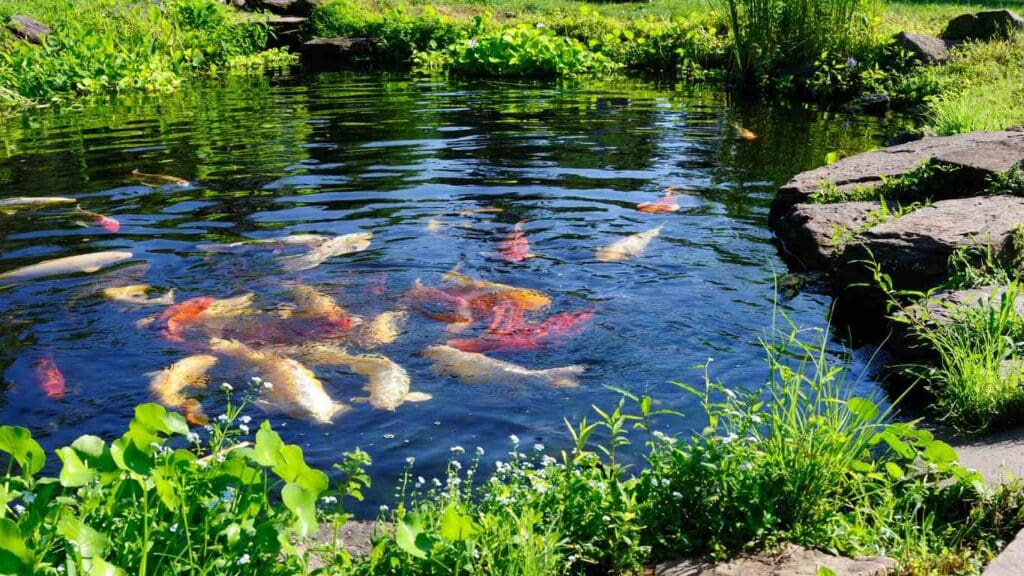 Will Koi Breed in My Pond