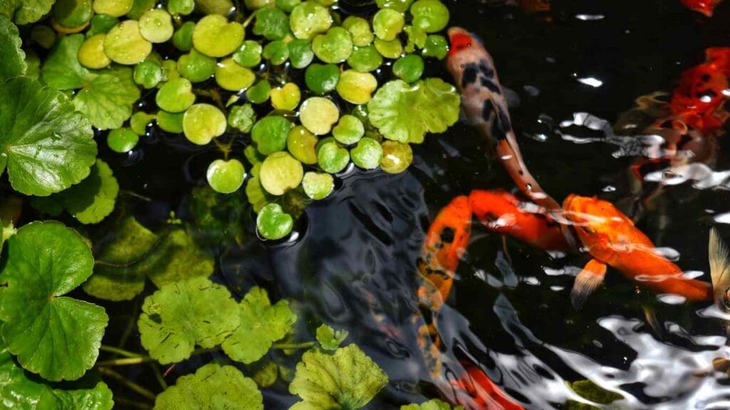 How to Lower Nitrates in Your Koi Pond