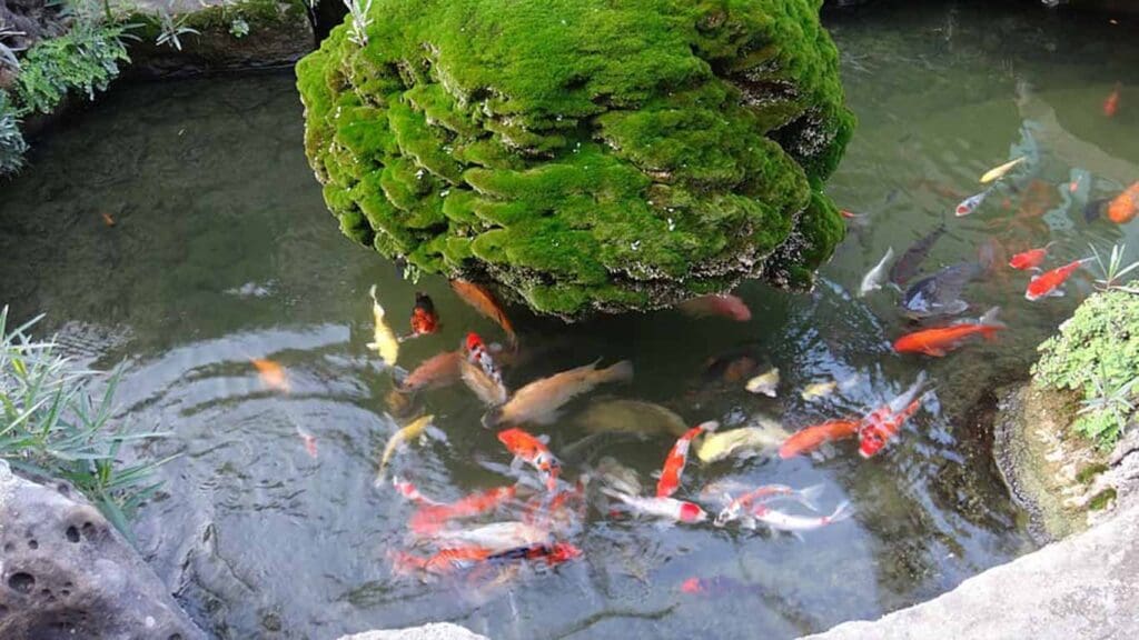 How to Winterize a Koi Pond