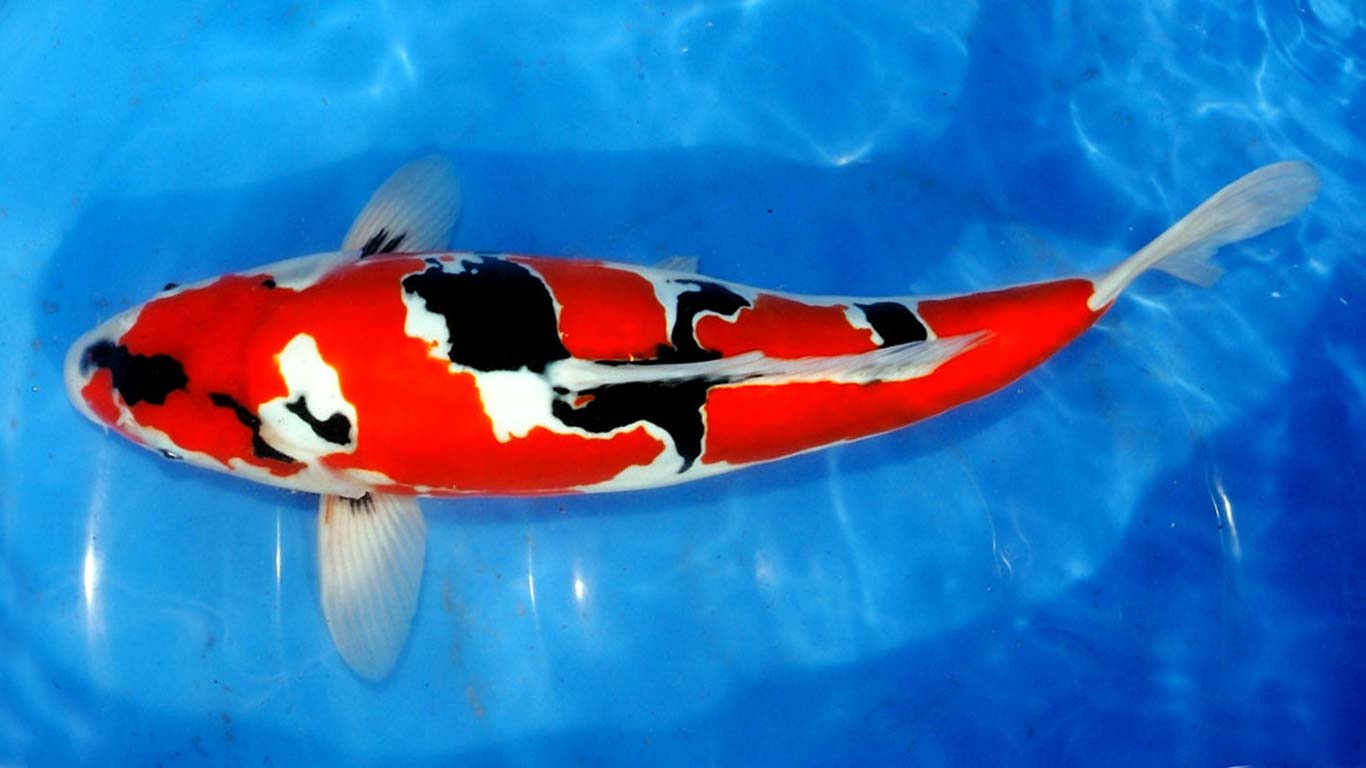 Showa Koi