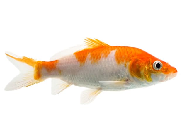 Where to Buy Koi Fish for Your Pond: Expert Advice for a Perfect Pond