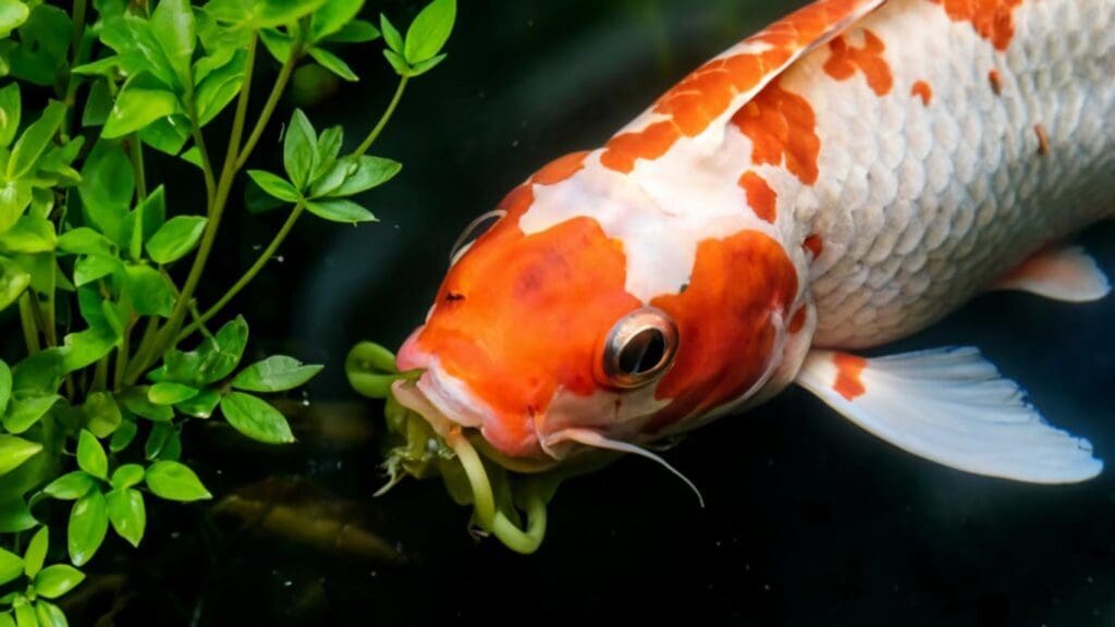 Do Koi Eat Pond Plants