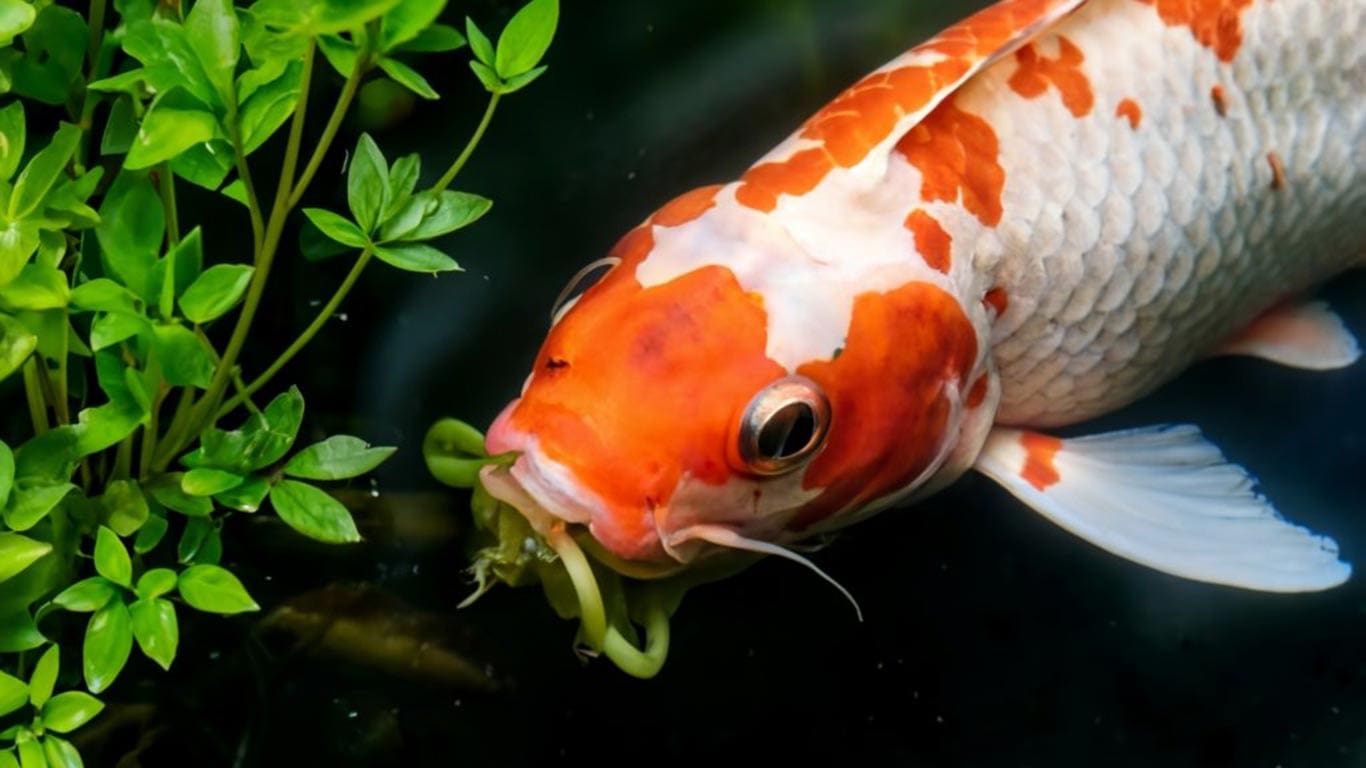 Do Koi Eat Pond Plants? Exploring the Feeding Habits of Koi in Garden Ponds